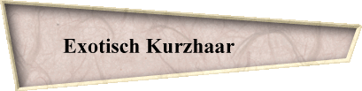 Exotisch Kurzhaar            