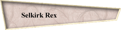 Selkirk Rex                        