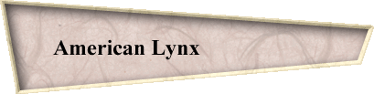 American Lynx                      