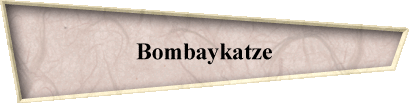 Bombaykatze