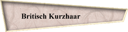 Britisch Kurzhaar              