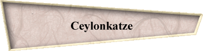 Ceylonkatze
