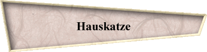 Hauskatze