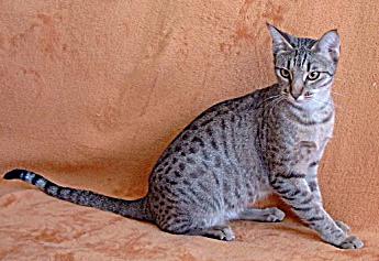 Ocicat