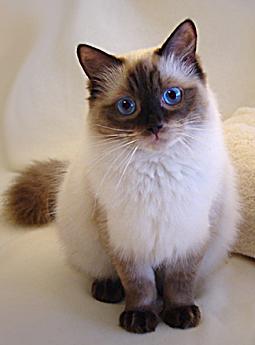 Ragdoll, Farbe: seal-colorpoint