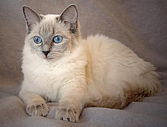 Ragdoll, Farbe: blue-colorpoint