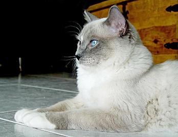 Ragdollkatze
