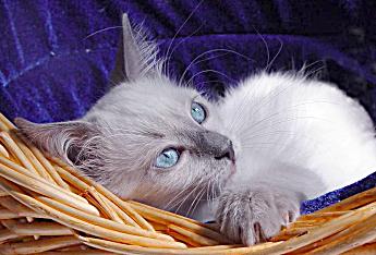 Ragdoll-Katze