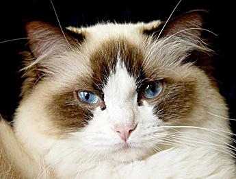 Ragdoll, Farbe: seal-bicolor