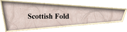 Scottish Fold                
