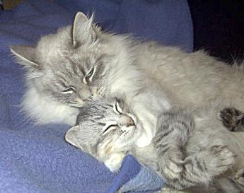 Sibirische Katzen