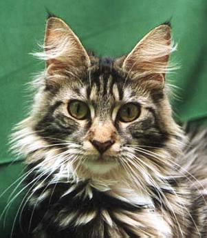 Maine Coon Kater